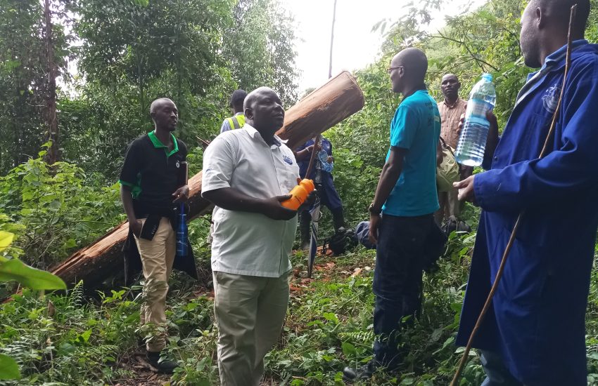 “Agroforestry project in Uganda combining crops and trees for sustainable livelihoods and ecosystem restoration”